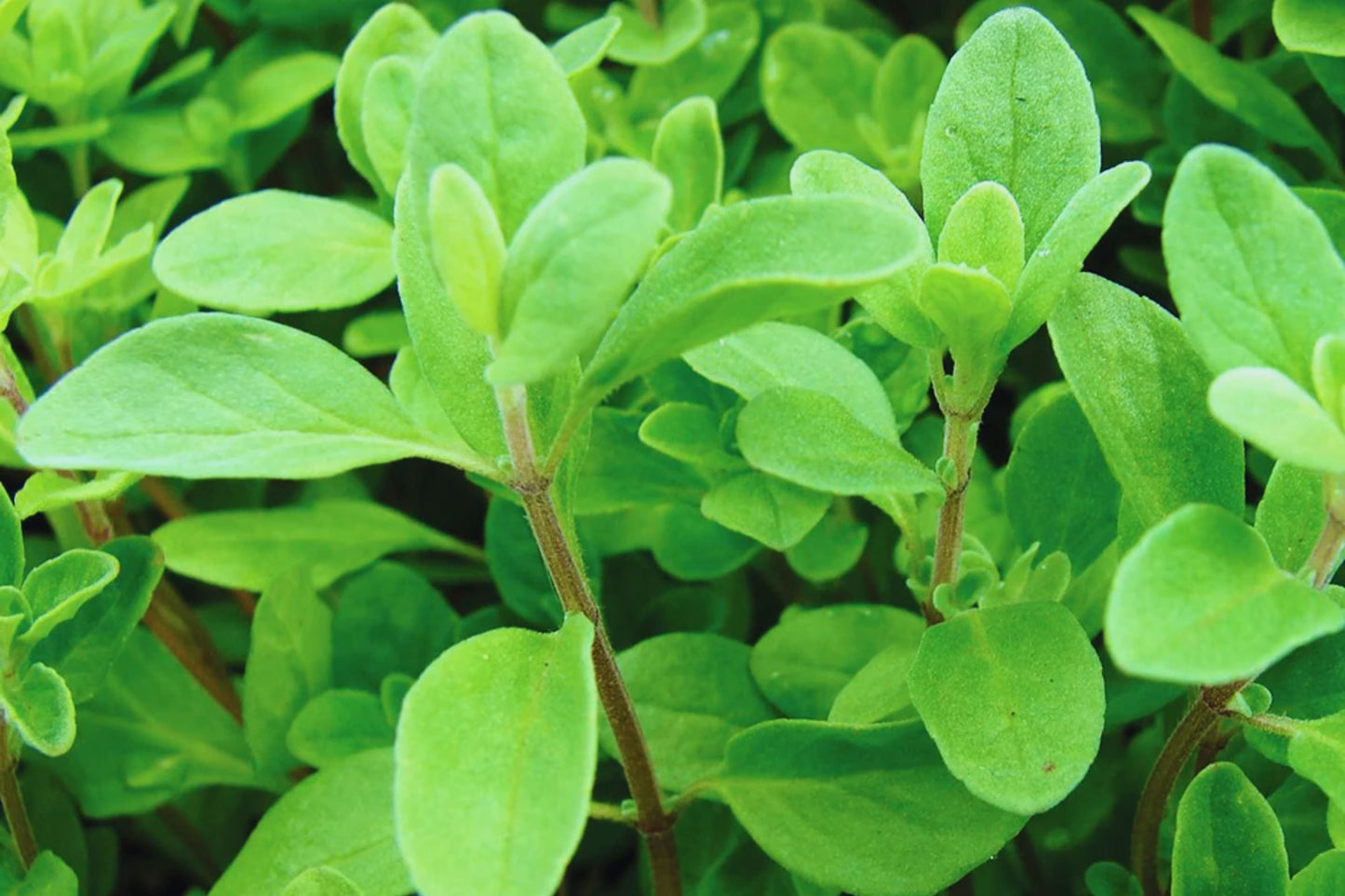 Sweet Marjoram Herb Seeds | Non-GMO Fresh Garden Seeds | Origanum majorana