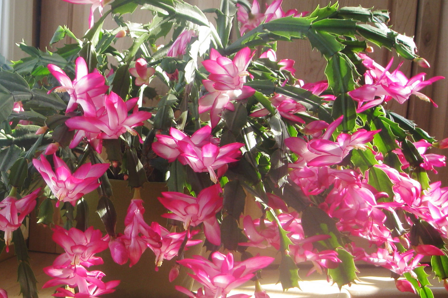 Christmas Cactus Stem Cuttings - 3 Colors - Easy to Root - Thanksgiving Cactus (Schlumbergera)