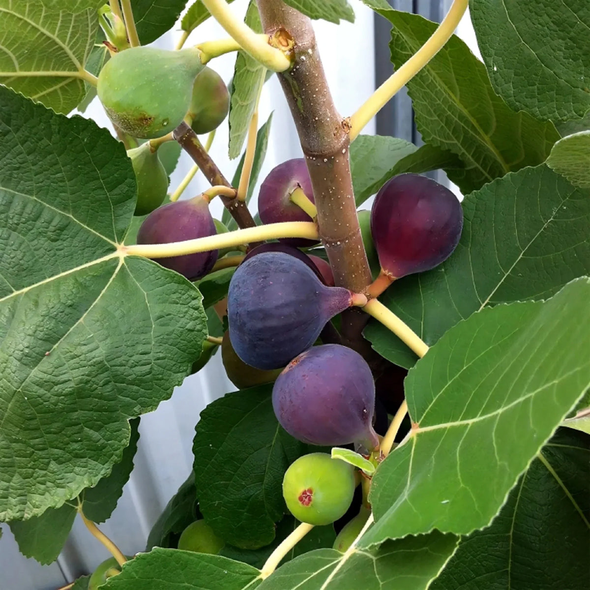 Chicago Hardy Fig Cuttings (Ficus carica) - 2 Unrooted 6-8" | Cold Hardy Sweet Fig Tree for Northern Climates | Easy to Root & Grow