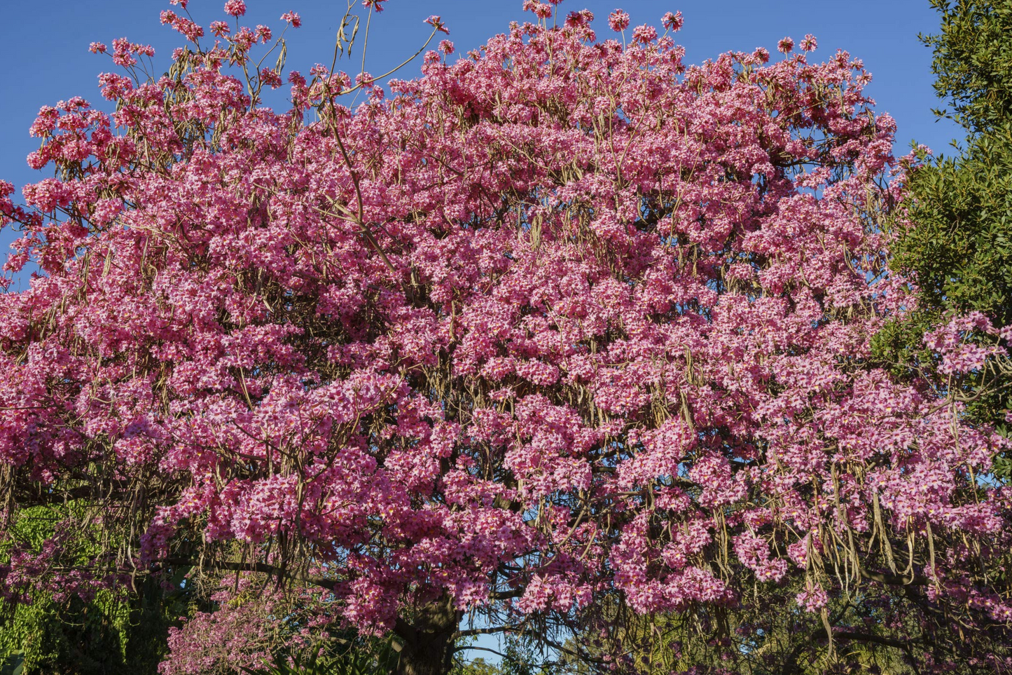 Pink Trumpet Tree Live Tabebuia Heterophylla 8"-12" | Vibrant Flowering Ornamental Tree | Tropical Shade Tree Starter | Fast Growing