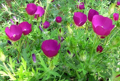 Callirhoe Involucrata Seeds (15) Purple Poppy Mallow – Native Wildflower, Low-Maintenance, Drought-Tolerant Garden Plant
