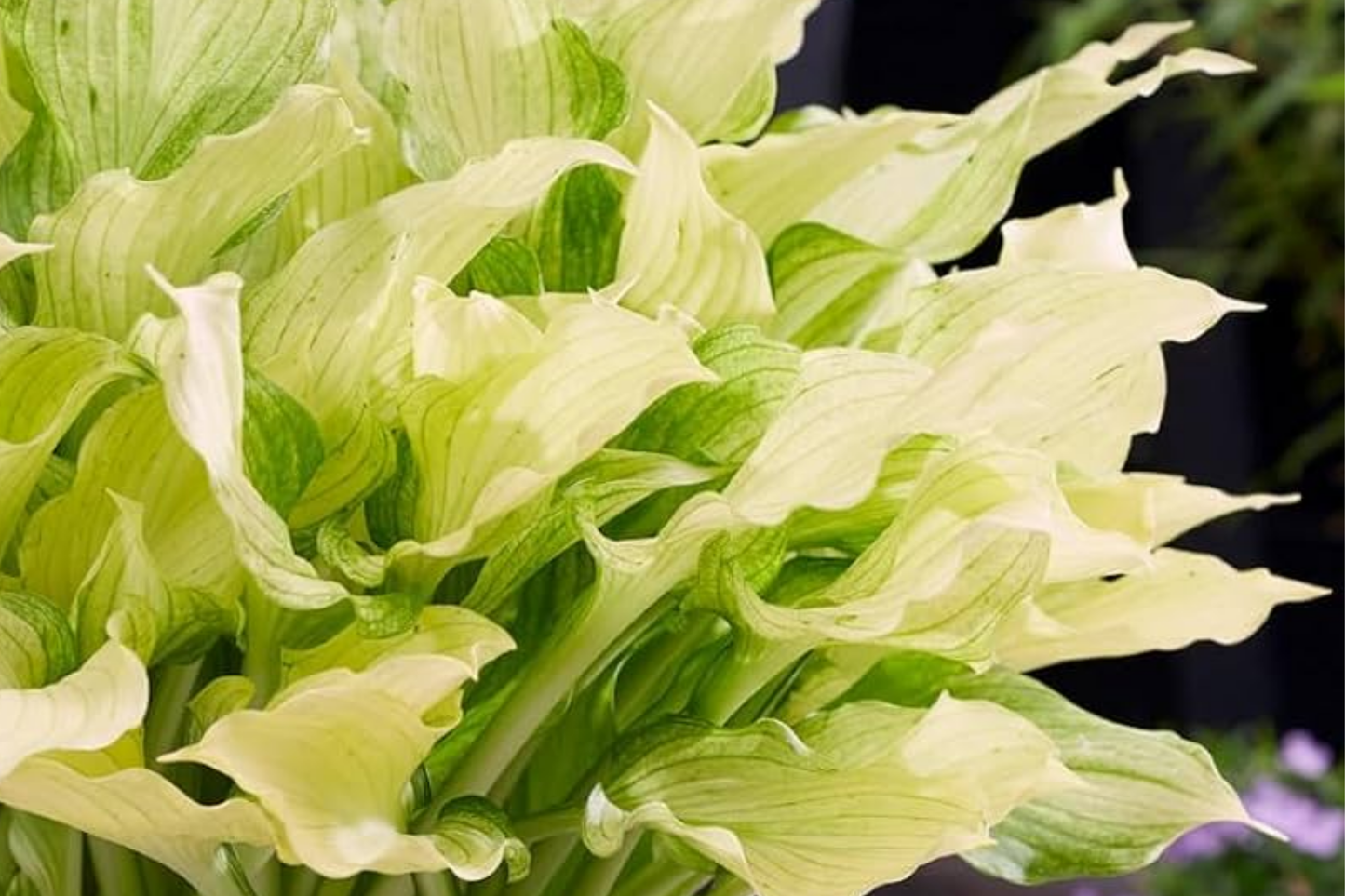 Rare White Feather Hosta | Live Bare Root Perennial | Shade-Loving Plant | Unique White Foliage | Cold Hardy | USDA Zones 3-9