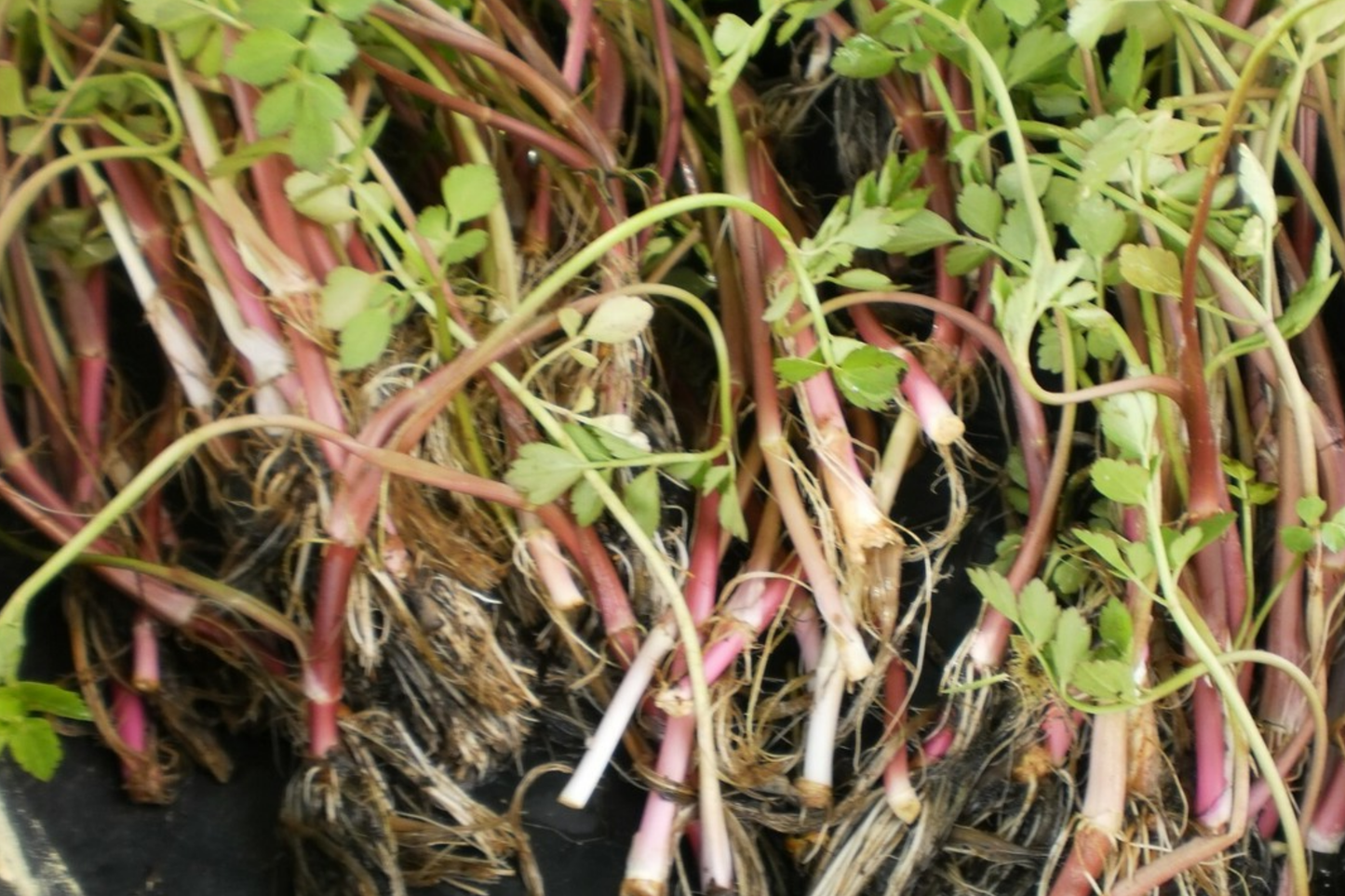 17 Bare Root Oenanthe Javanica (Water Celery) 5"-6", Minari, Korean Watercress, Fresh Edible Herb, Shade & Sun Tolerant