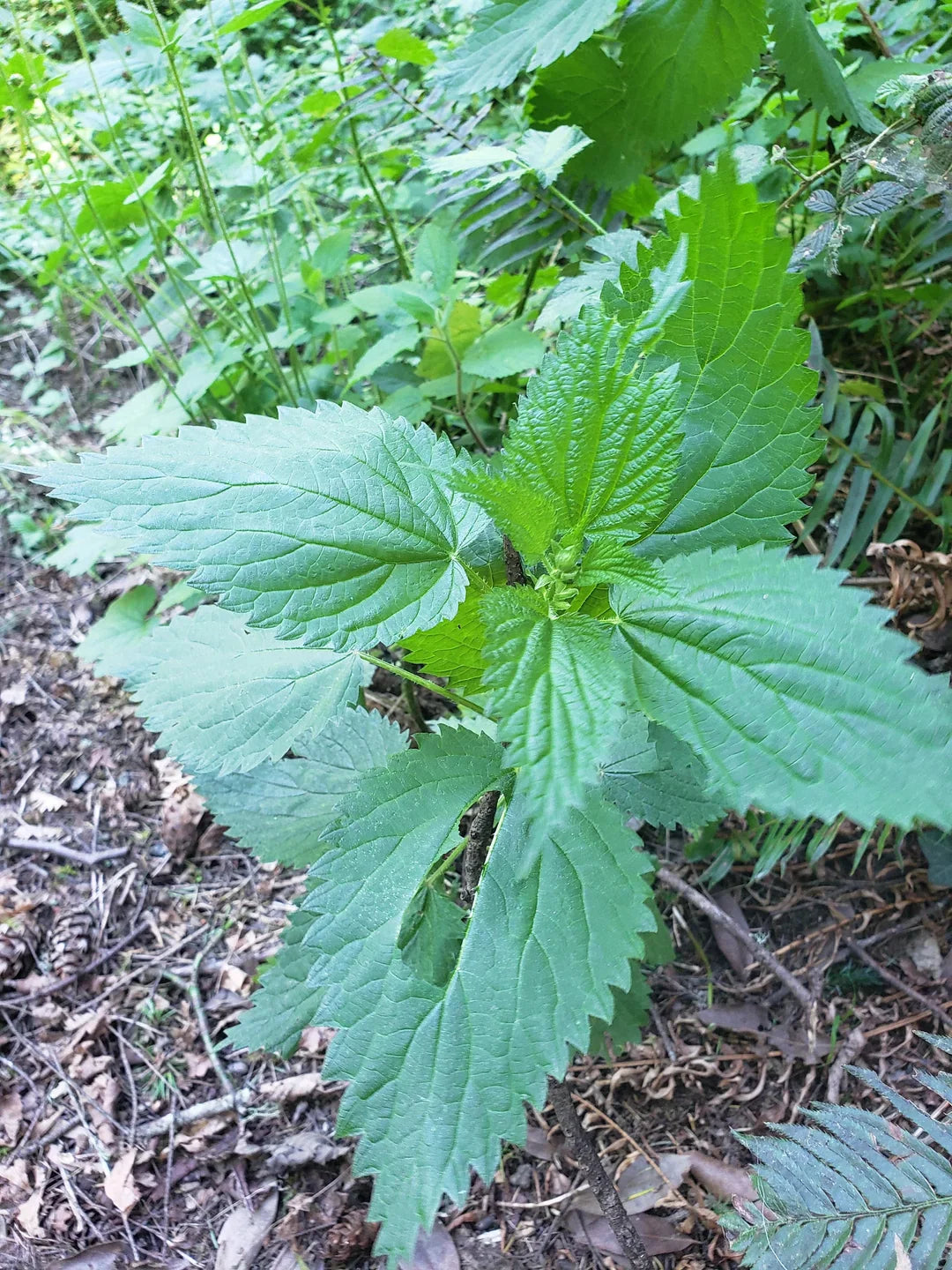 Large Wild Stinging Wood Nettle Bareroot Roots 20 Pack Laportea canadensis
