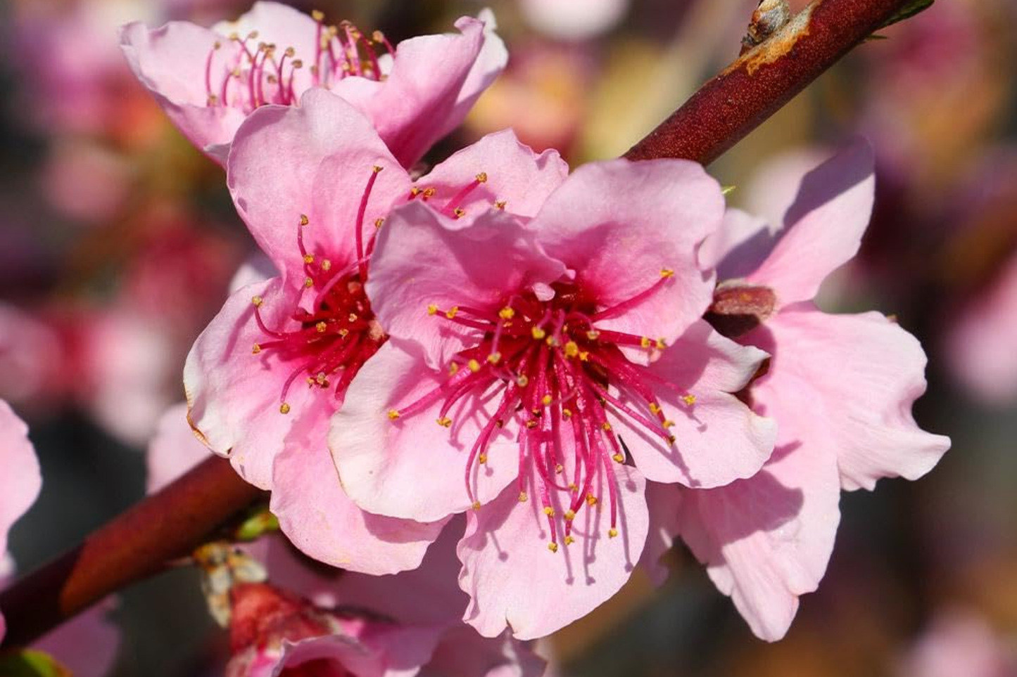 Two 2 Ft Red Haven Peach Tree | Dwarf, Pink Blossoms, Disease-Resistant | Ready to Plant | Non-GMO