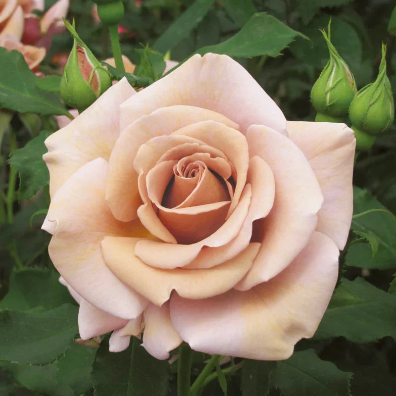 Super Rare Koko Loka Rose Cuttings (3) – Rosa ‘Koko Loco’ | Taupe-Lavender Wedding Rose | Unrooted Cuttings for Rooting or Grafting