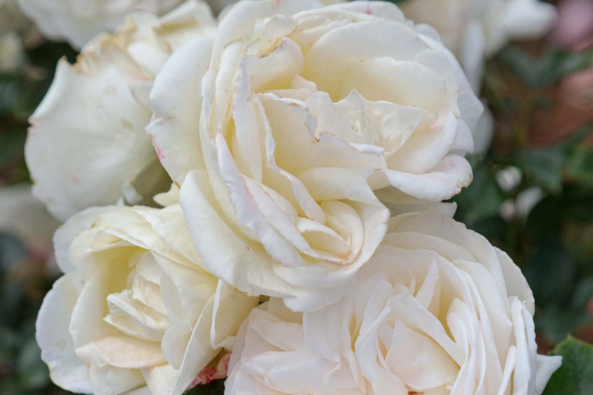 Top Cream™ Rose - 1.5 Gal Pot | Very Fragrant Creamy White Blooms | 100+ Petals | Own Root Hybrid Tea | Hardy Zones 5-10