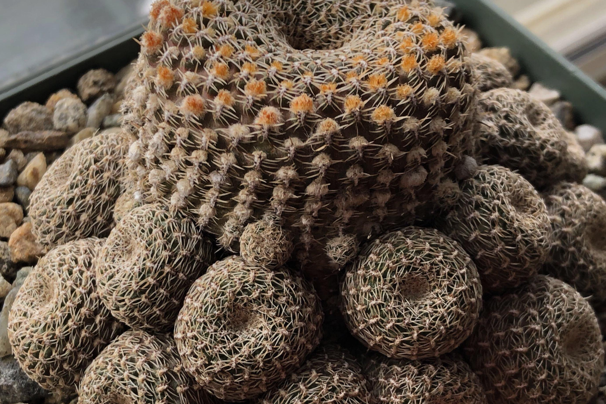LOBIVIA FAMATIMENSIS CRISTATA purple - Rare Grafted Cactus, Brain Coral Shape, Orange Blooms