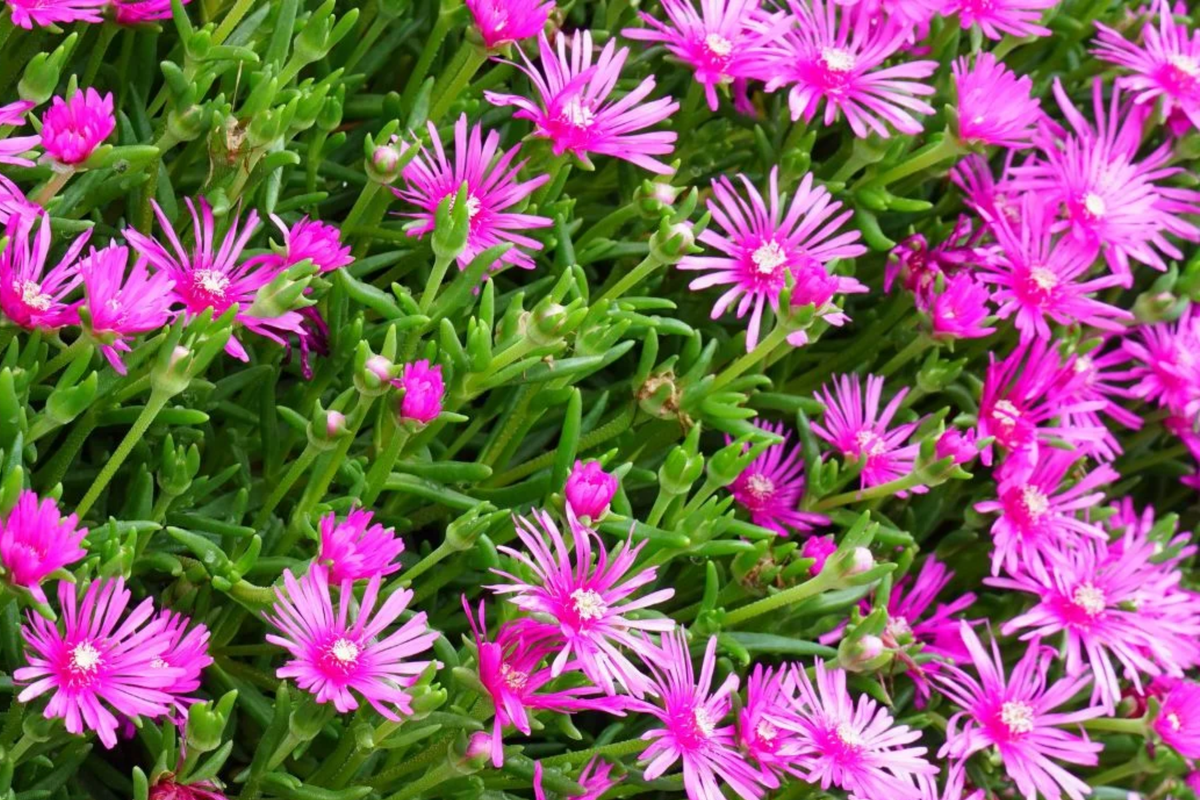 Magenta Delosperma Cooperi Hardy Ice Plant - 5 Unrooted Cuttings, Drought-Tolerant Ground Cover