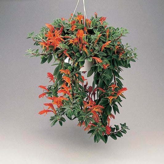 3 Stems Goldfish Plant with Roots (Columnea gloriosa) – Rare Red Blooms, Houseplant Starter, Easy Indoor Flowering Plant