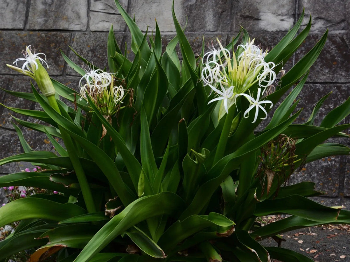 Crinum Lily (Crinum asiaticum) Rooted Starter Plant | Giant White Spider Lily | Tropical Fragrant Flower | Hardy Bulb Plant