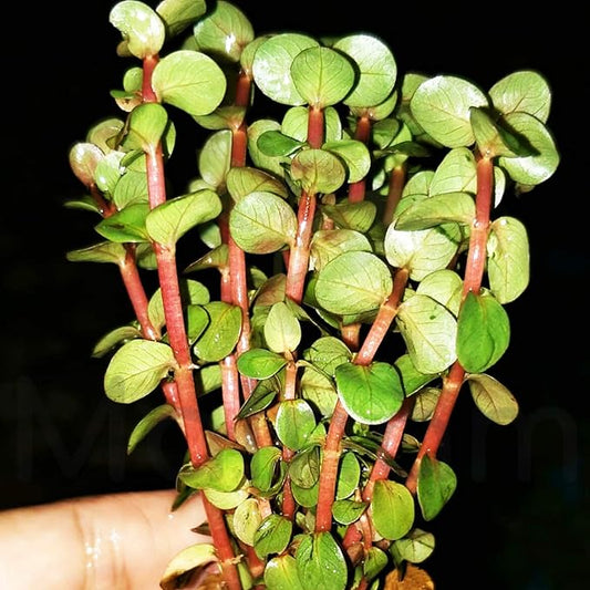 Rotala Indica Red Live Aquarium Plant | Small Bare Root Aquatic Plant | Freshwater Stem Plant | Easy Aquascape Background Plant