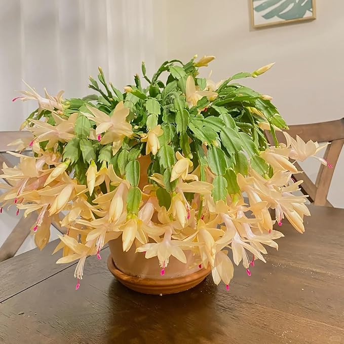Yellow Christmas Cactus (Schlumbergera truncata) Live Plant 5–6" Tall Bareroot | Rare Color | Easy Indoor Houseplant