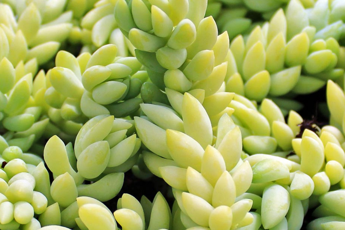 5" Donkey's Tail Succulent Cuttings (Sedum Morganianum) | 3 Fresh Burro’s Tail Cuttings | Trailing Succulent | Easy-Care Houseplant