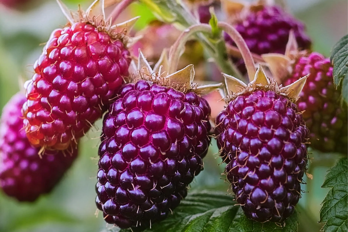 Thornless Purple Raspberry Cutting - Rubus 'Glencoe' | 4" Rooted Starter Plant | Sweet, Tart Berries