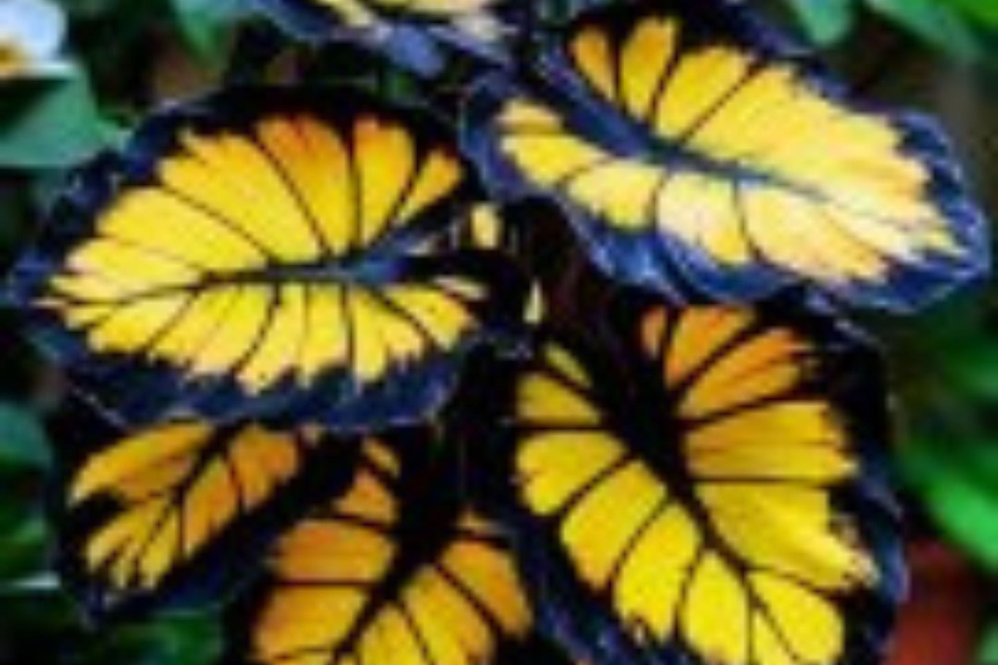 Sunburst Calathea Seeds – 25 Tropical Houseplant Seeds – USA Grown –  – Easy Care – Striking Foliage – Indoor Garden