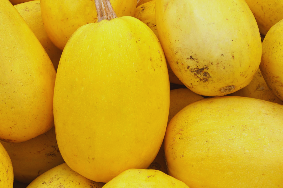 Spaghetti Squash Seeds | 25+ Non-GMO Heirloom Seeds | Cucurbita pepo