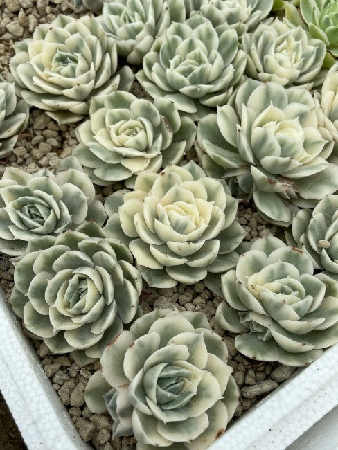 Echeveria Onslow Variegata – Rare Variegated Succulent 2–3” | Live Bare Root | Easy Care Colorful Echeveria Plant