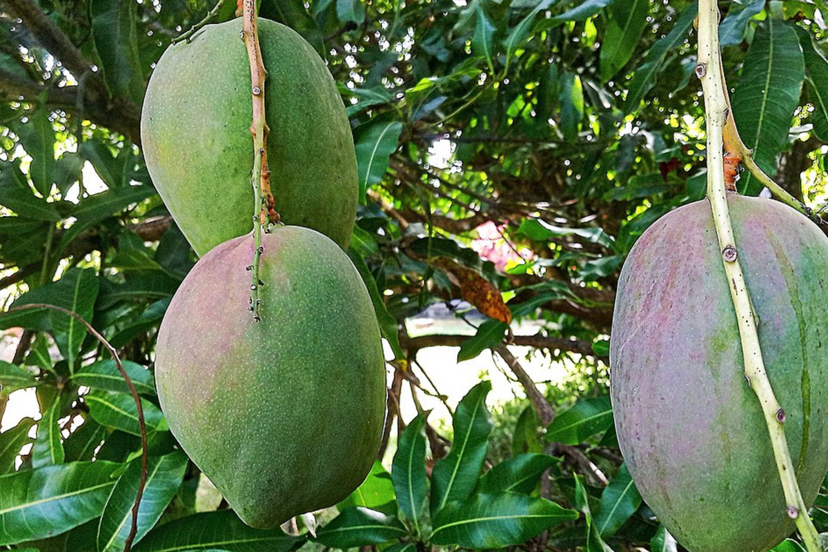 Julie Mango (Mangifera indica) Live Tree Seedling 1’-2’ | Tropical Fruit for Small Spaces | Sweet, Aromatic Mangoes