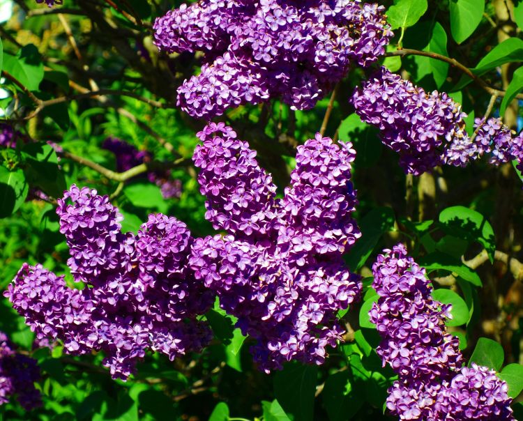2 Old-Fashioned Lilac Bushes (Syringa vulgaris) Bareroot 1–2ft | Fragrant Purple Blooms | Hardy Flowering Shrubs