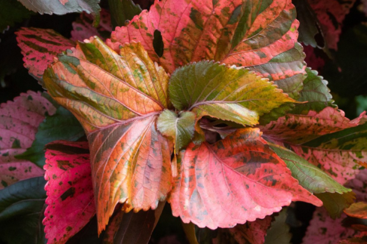 Copper Leaf Plant (Acalypha wilkesiana) 12-24’ | Vibrant Ornamental Shrub Easy Care & Fast Growing