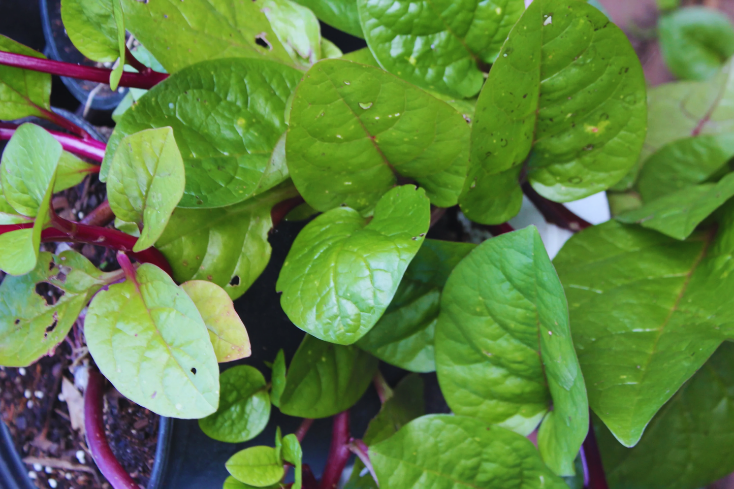 Spinach Mustard Seeds - 800+ Tendergreen Variety for Planting | Fresh Garden Seeds