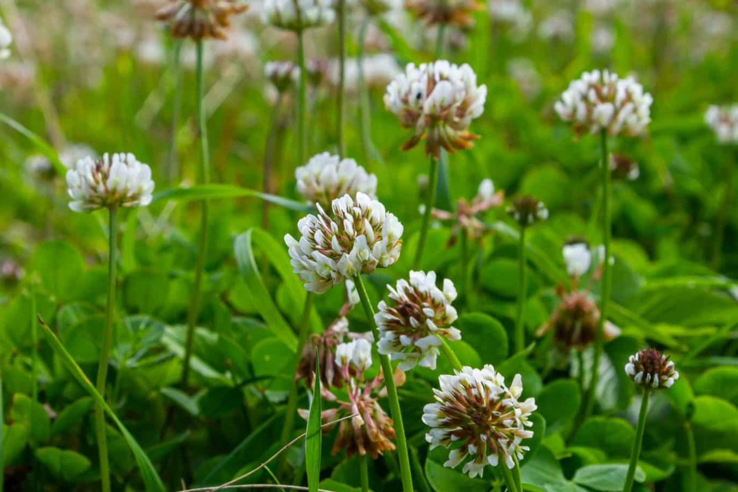 Dutch White Clover Seeds | NON-GMO Cover Crop | Heirloom Garden Seeds | Trifolium repens