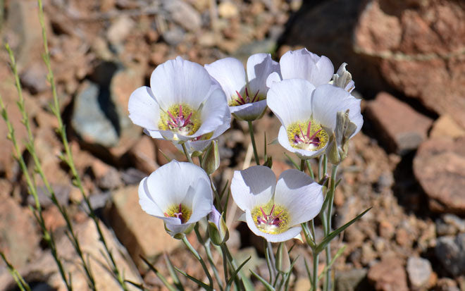 Calochortus Gunnisonii Seeds (30) Gunnison Mariposa Lily – Native Wildflower Bulb, White & Purple Blooms