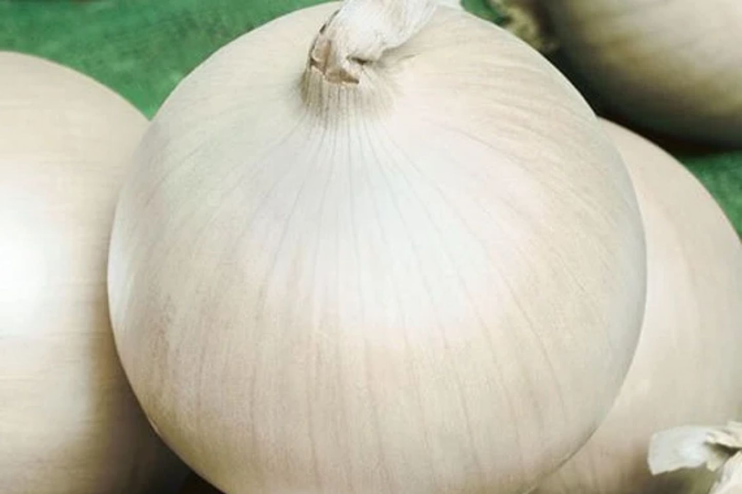 Onion Ringmaster Seeds 250mg | Allium cepa | Non-GMO, Crisp White Bulbs, Perfect for Rings, Salads & Cooking, Easy to Grow