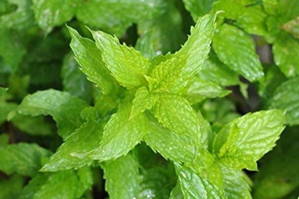 30mg Spearmint Herb Seeds | Mentha spicata Aromatic Culinary Herb | Fresh & Medicinal Mint for Garden