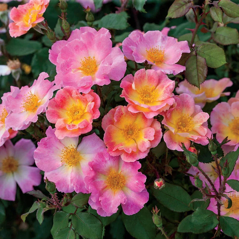 Super Rare Home Run Rose Cuttings – 3 Unrooted Cuttings for Rooting or Grafting | Rosa ‘Home Run’ Coral-Orange Floribunda