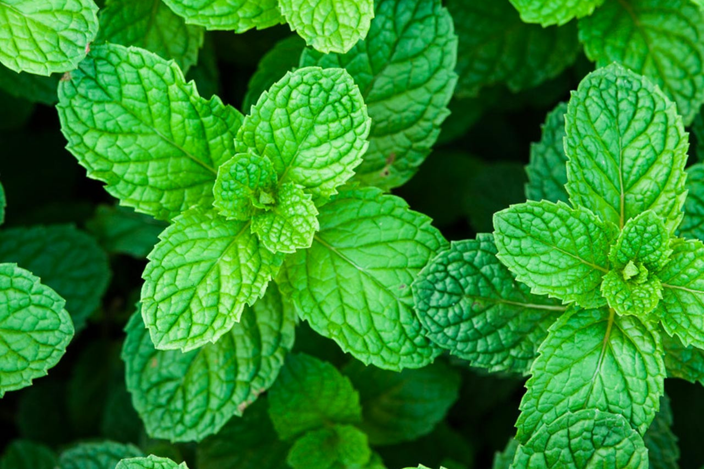 Heirloom Peppermint Seeds | Non-GMO Herb Garden Seeds | Perennial Mint Variety | Mentha × piperita