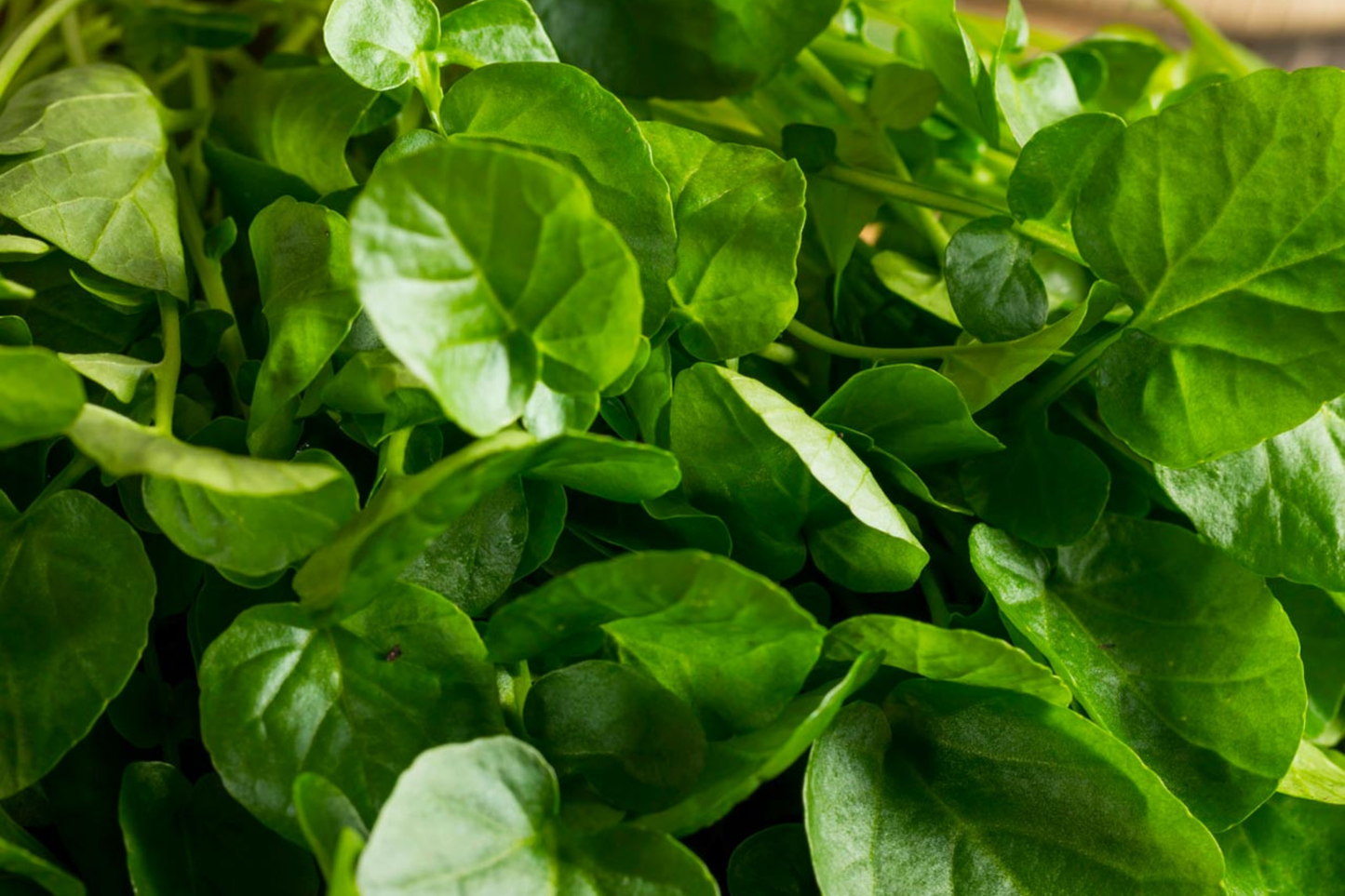 Upland Pepper Cress Seeds | Non-GMO | Fresh Garden Seeds | Lepidium sativum