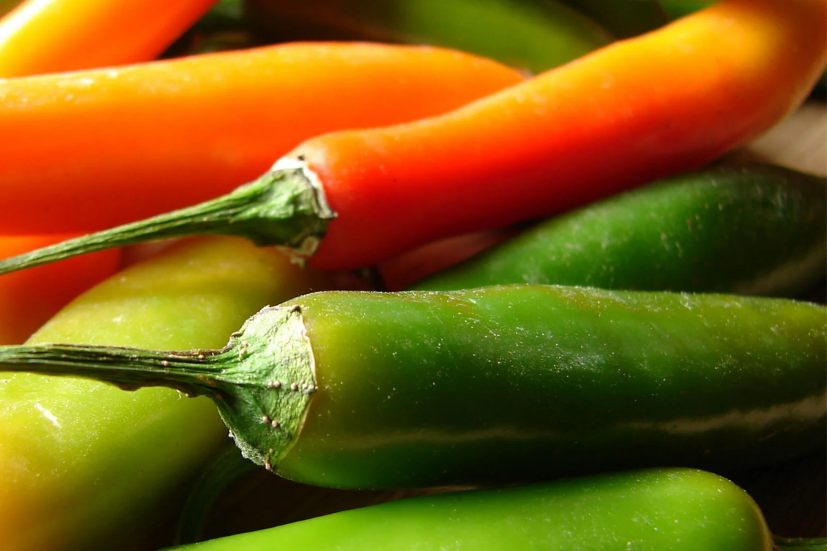 250mg Barker Hot Pepper Seeds Capsicum annuum | Spicy New Mexican Chili, Heirloom Variety, High Yield, Non-GMO for Salsas & Cooking