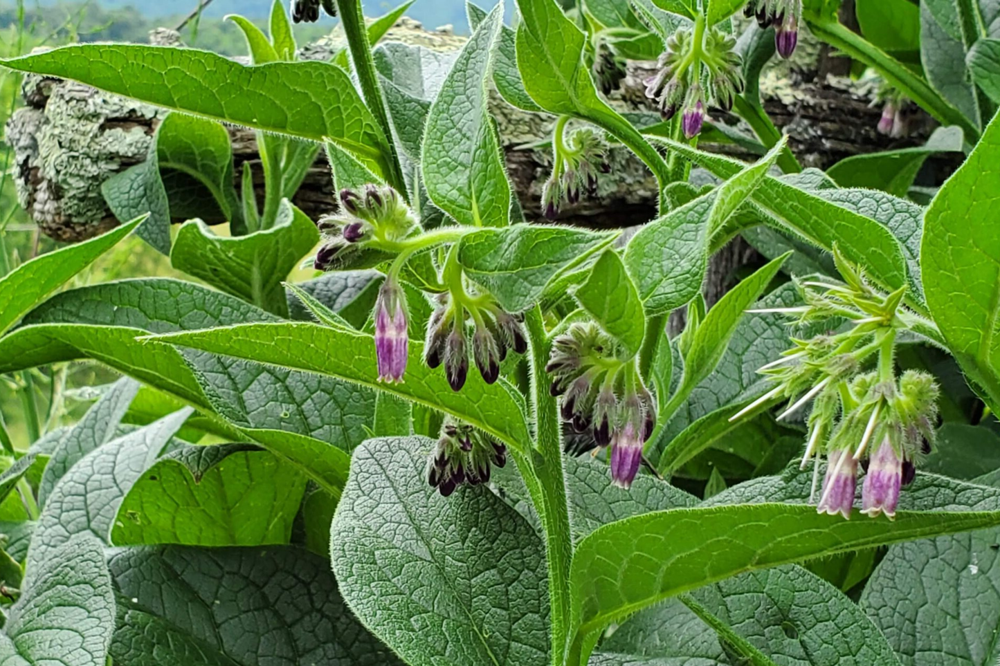 Live Root Cuttings Russian Comfrey - Bocking 4 Cultivar - Perennial Garden Plant