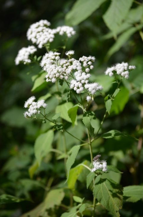 Ageratina Altissima Seeds (500) White Snakeroot – Native Perennial Wildflower, Woodland Plant, Pollinator Friendly