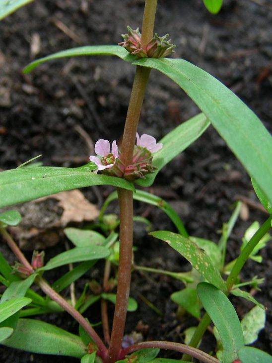 Ammannia Coccinea Seeds (1000) Scarlet Toothcup – Native Wetland Plant, Red Stems, Pond & Bog Garden
