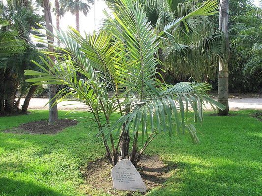 2 Arenga engleri (Dwarf Sugar Palm) | Bare Root Starter Seedlings | Fragrant Palm | Clumping Hardy Palm | Tropical Landscape