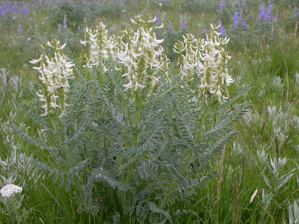 Astragalus drummondii Seeds – Woolly Milkvetch Wildflower, 30 Non-GMO Perennial Seeds, Native Legume for Pollinator Gardens