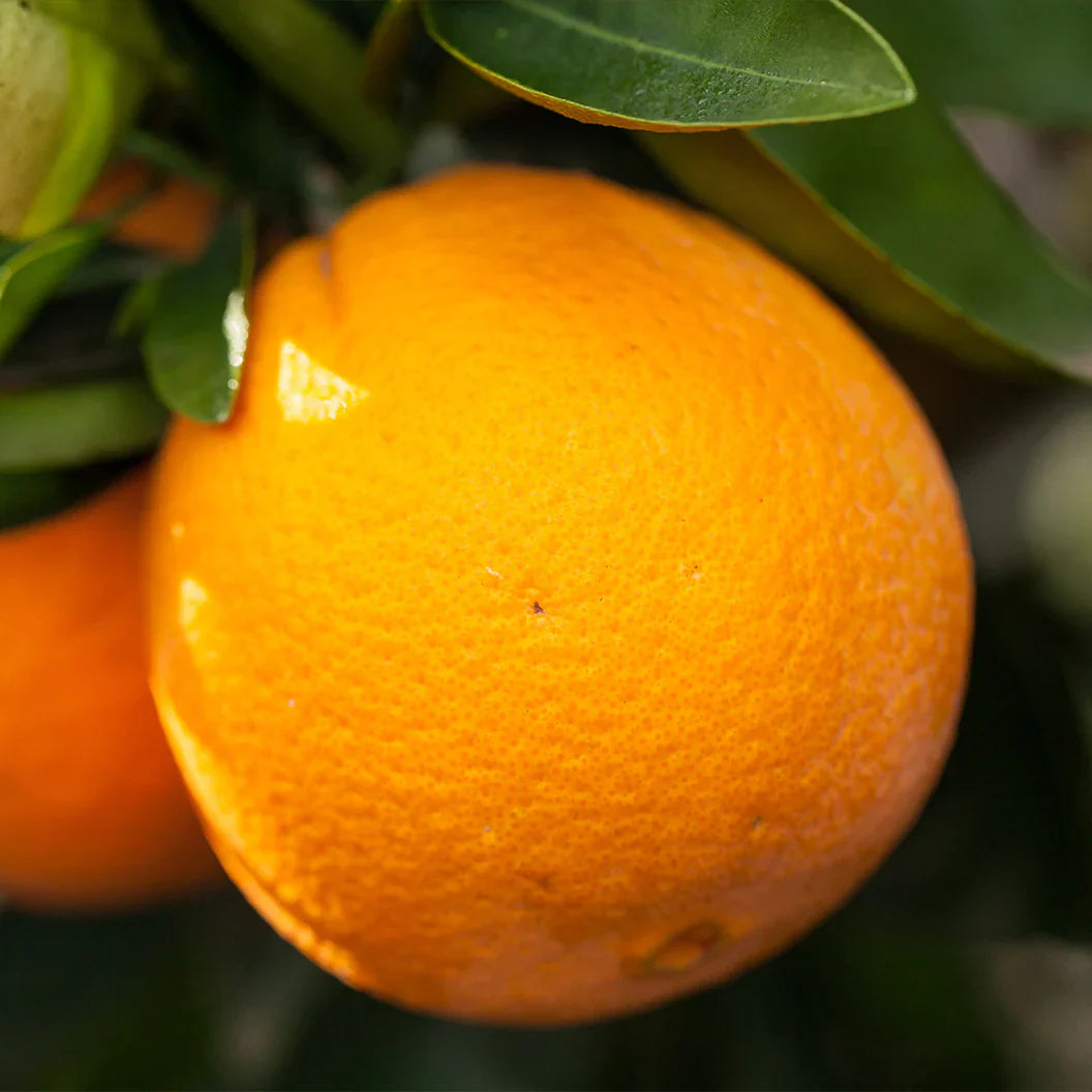 Navel Orange Cuttings (Citrus sinensis) 6–8 Inch Unrooted – For Rooting or Grafting, Organic Sweet Citrus Scion Wood
