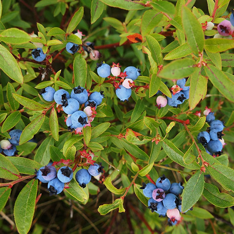 5 Blueberry Plants – Live Rooted Cuttings | Hardy Fruit Bushes for Planting | High Yield Edible Berry Shrubs | Non-GMO Blueberries