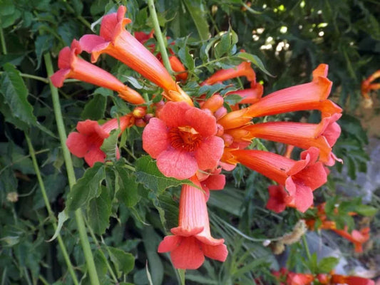 Live Madame Galen Trumpet Creeper Vine – Campsis × tagliabuana, 1 Pint Pot, Orange-Red Blooms, Fast Climber, Hummingbird Magnet
