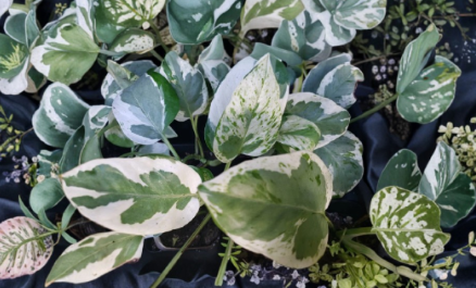 Pearls and Jade Pothos Rooted Plant Epipremnum Aureum Variegated Green Cream Heart Leaf Indoor Vine