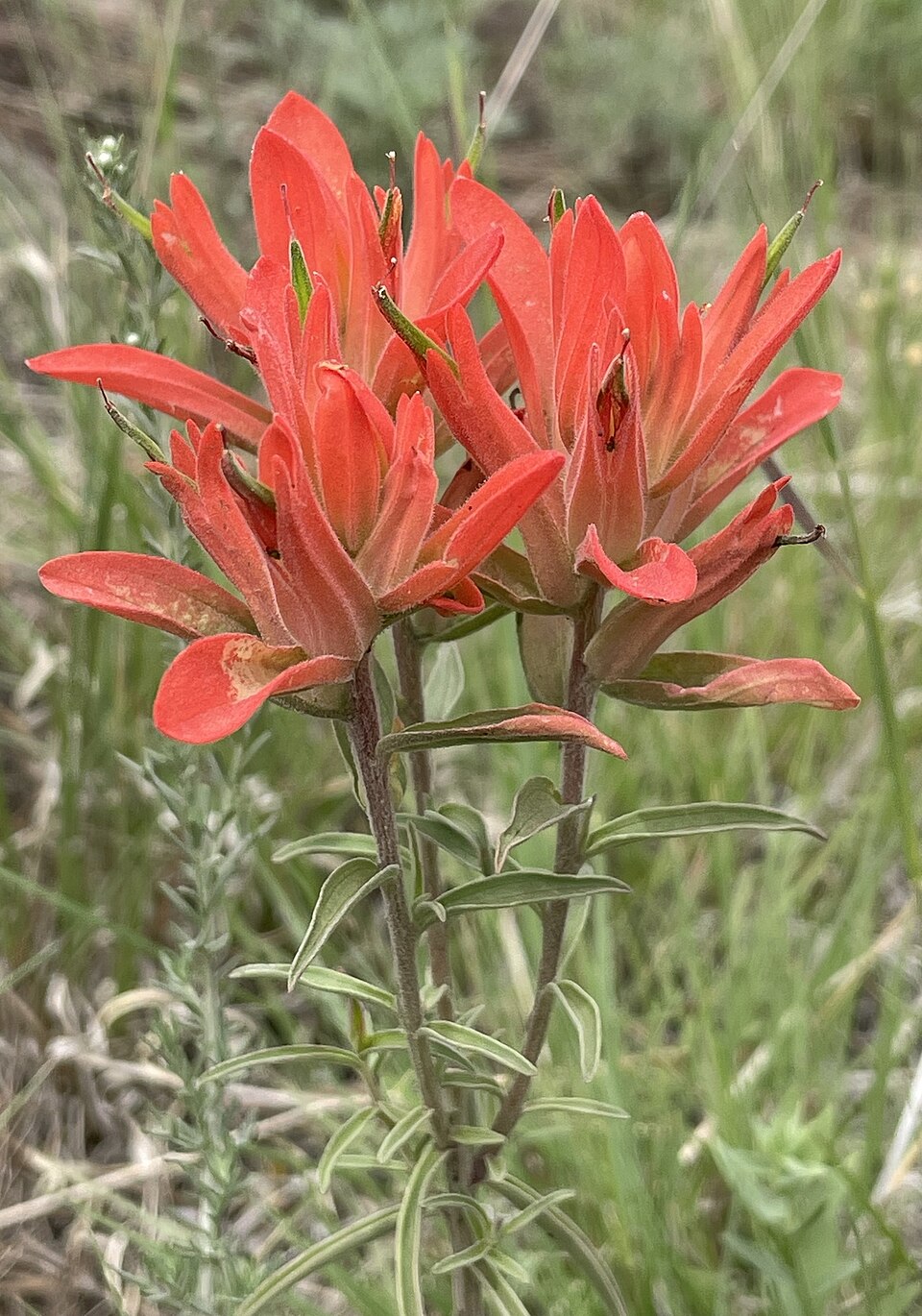 Castilleja Integra Seeds (300) Wholeleaf Indian Paintbrush – Native Wildflower, Red Blooms, Pollinator Plant
