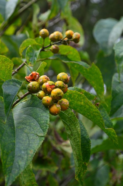 Celastrus Scandens Seeds (30) American Bittersweet Vine – Hardy Native Climbing Plant, Orange Berries