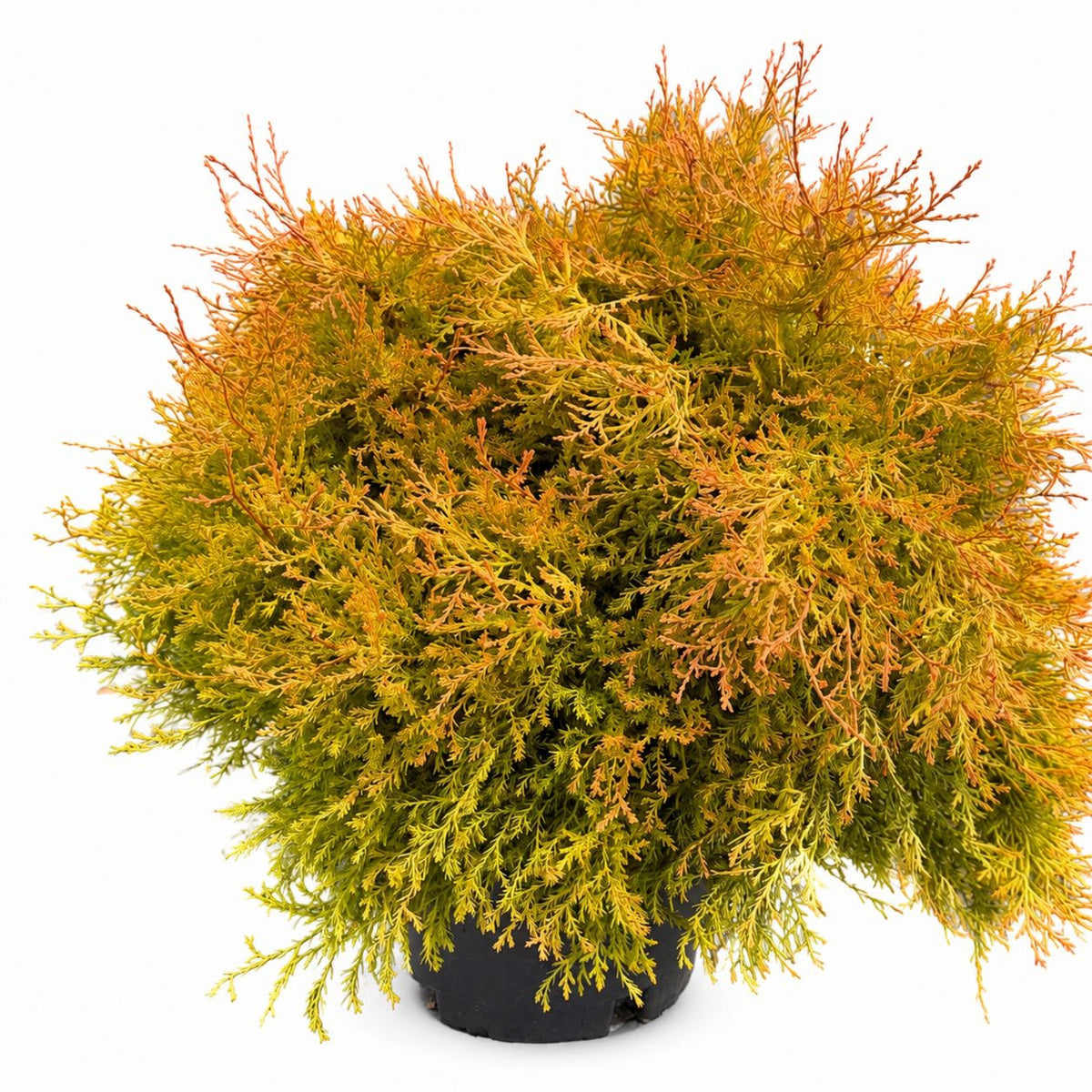 Fire Chief™ Thuja