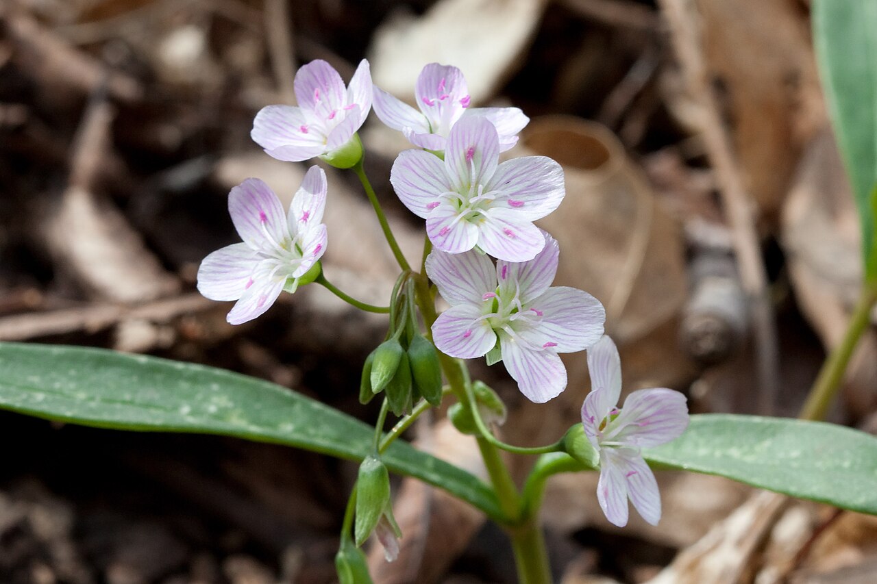 Claytonia Virginica Seeds (75) Spring Beauty – Native Woodland Wildflower, Pink & White Blooms, Early Spring Plant