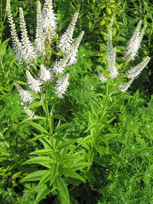 Veronicastrum Virginicum Seeds (2500) Culver’s Root – Native Perennial Wildflower, White Bloom Spikes, Pollinator Plant