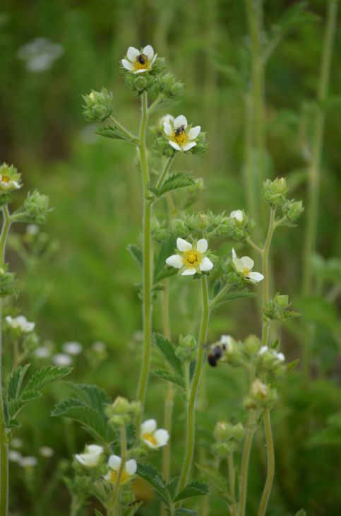 Drymocallis Arguta Seeds (500) Tall Cinquefoil – Native Perennial Wildflower, Yellow Blooms, Pollinator Plant