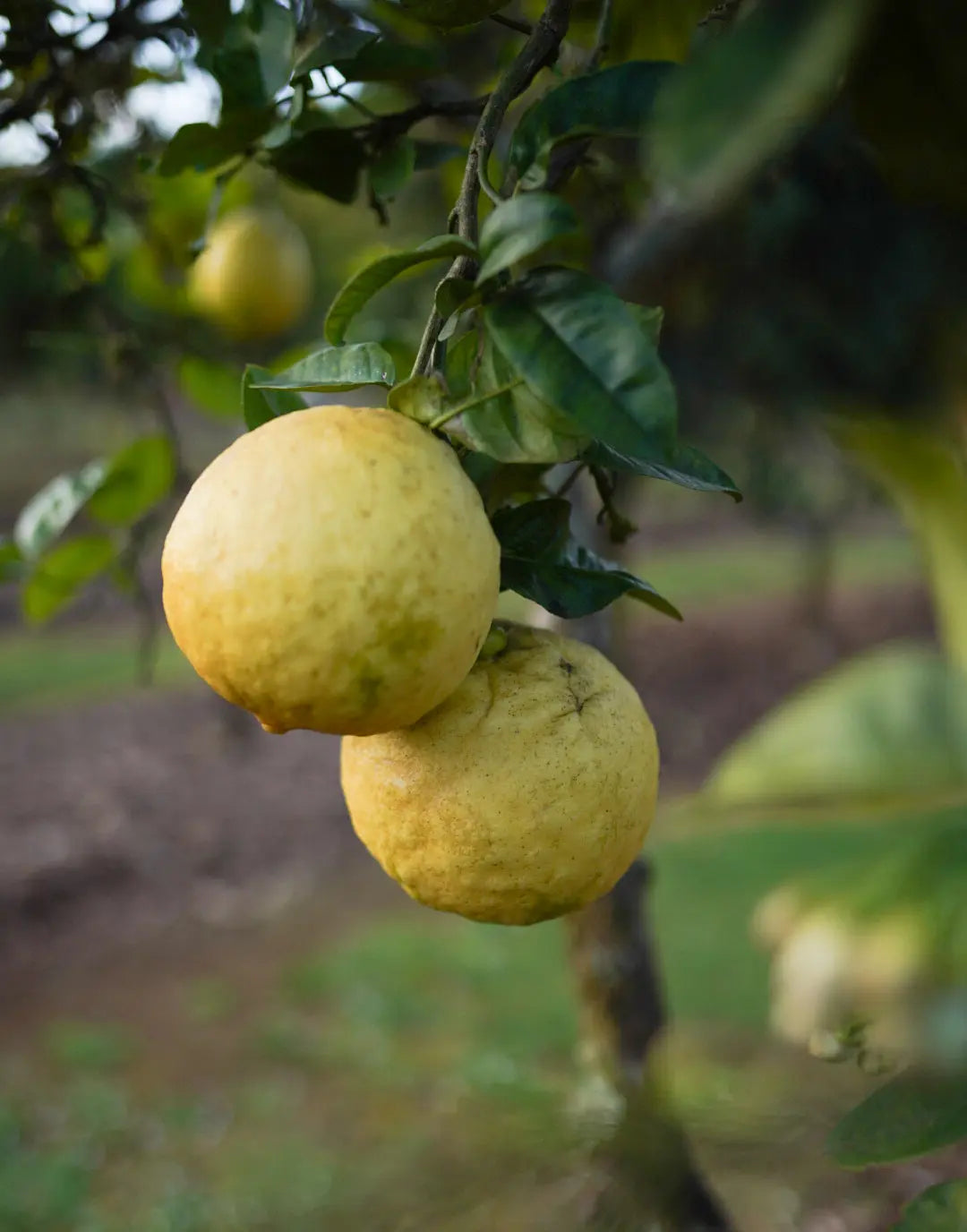 Ponderosa Lemon Cuttings (Citrus × pyriformis) 6–8 Inch Unrooted – For Rooting or Grafting, Giant Fruit Organic Citrus
